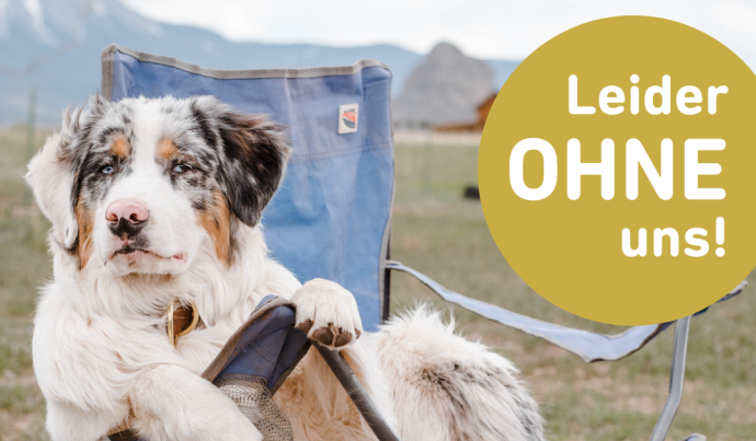 Hund im Campingstuhl